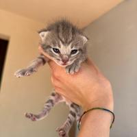 Gattini