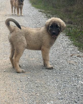 Cucciolo di pastore del Caucaso