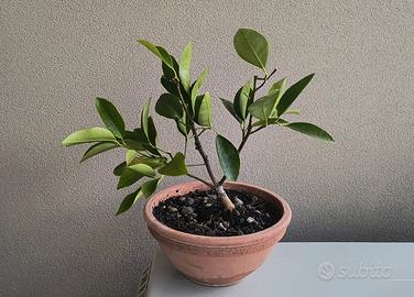pre bonsai di limone Mayer