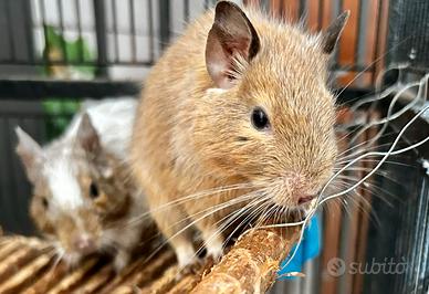 Degu del Cile femmina beige
