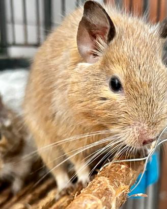 Degu del Cile femmina beige