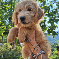 Cuccioli Labradoodle
