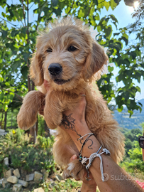 Cuccioli Labradoodle