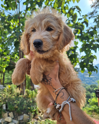 Cuccioli Labradoodle