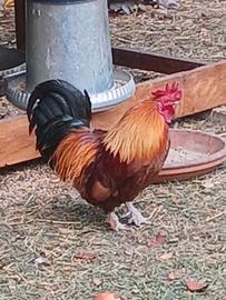 Gallo Olandese nano