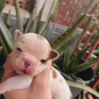 Bulldog francese cuccioli