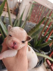 Bulldog francese cuccioli