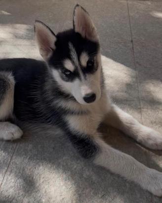 Husky femmina di 3 mesi