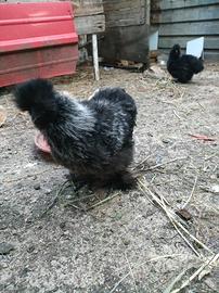 Gallina Moroseta