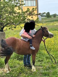 Pony 4 anni No DPA