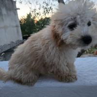 Barboncino Nano Albicocca