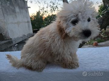 Barboncino Nano Albicocca