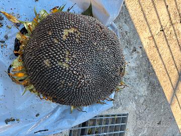 Semi  girasole