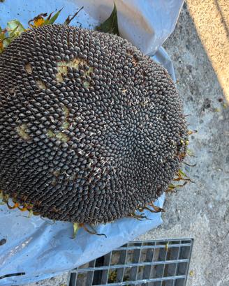 Semi  girasole