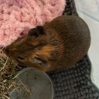 Cavia