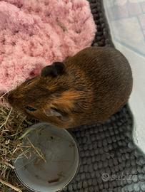 Cavia