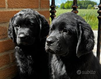 Labrador retriever cuccioli neri