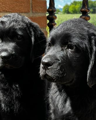 Labrador retriever cuccioli neri