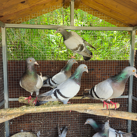 Colombi allodola di norimberga