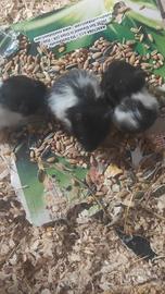 Cuccioli criceti panda