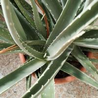 Aloe vera 