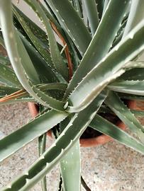 Aloe vera 