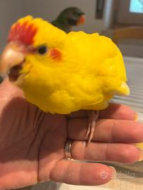 Pappagalli allevati a mano