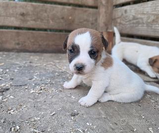 Jack russell terrier