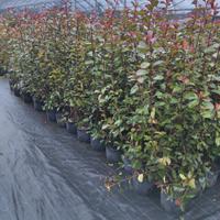 Piante da siepe PHOTINIA