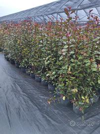 Piante da siepe PHOTINIA