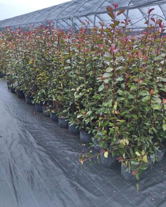 Piante da siepe PHOTINIA