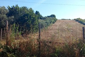 San cesareo: terreno agricolo di 10.000 mq