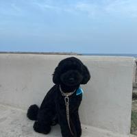 Barboncino per monta