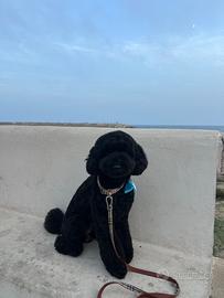 Barboncino per monta