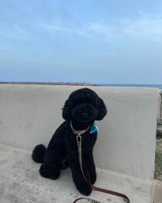 Barboncino per monta