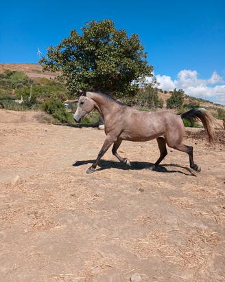 Cavalla anglo araba 3 anni Super manza domata