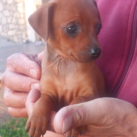 Disponibili pinscher ri piccola taglia