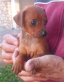 Disponibili pinscher ri piccola taglia