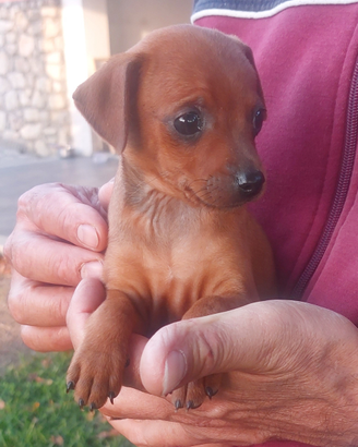 Disponibili pinscher ri piccola taglia