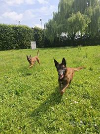 Pastore belga Malinois adozione