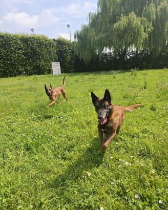 Pastore belga Malinois adozione