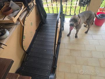 tapis per cani