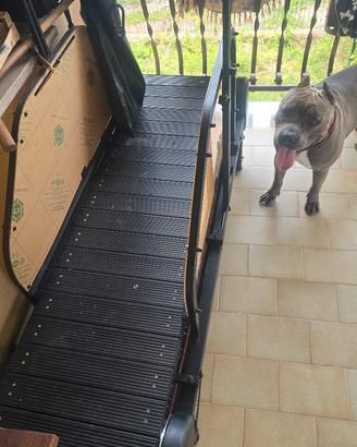 tapis per cani