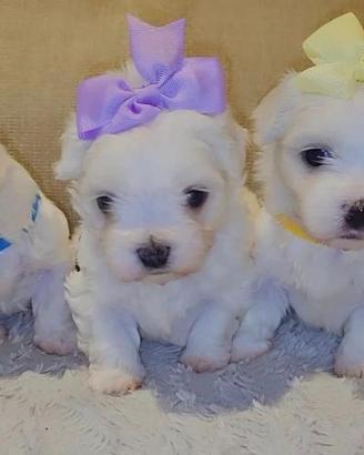 maltese cuccioli