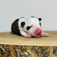 Bull terrier miniature