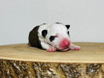 Bull terrier miniature