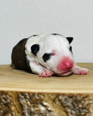 Bull terrier miniature