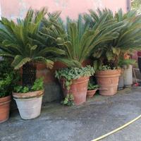 Cycas