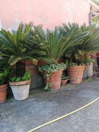 Cycas