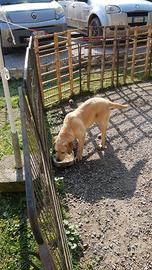 Disponibile cucciola di labrador